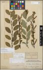 Foto von Salix stenostachya A. Kern.